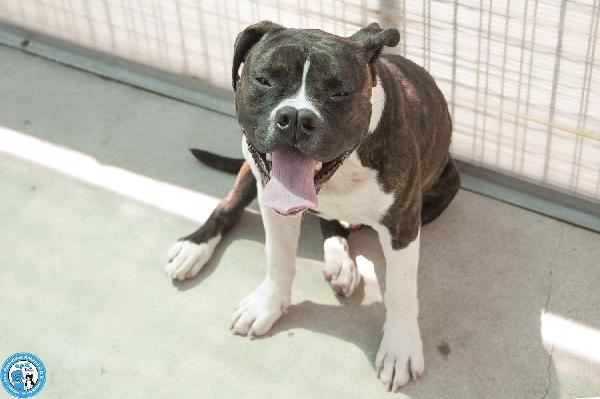 CLONY, mix amstaff giovane e pieno di vita… Foto 2